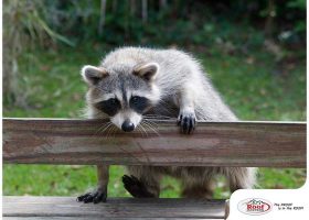 4 Ways to Keep Raccoons Off Your Downspouts