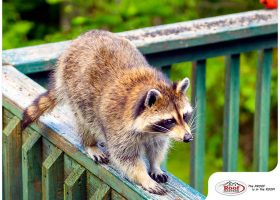 Keeping Raccoons Off of Your Downspouts
